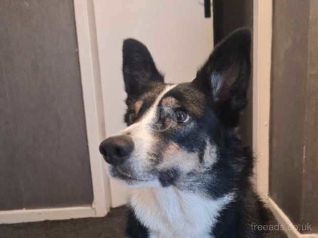 Border collie needs a new home for sale in Leeds, West Yorkshire - Image 2