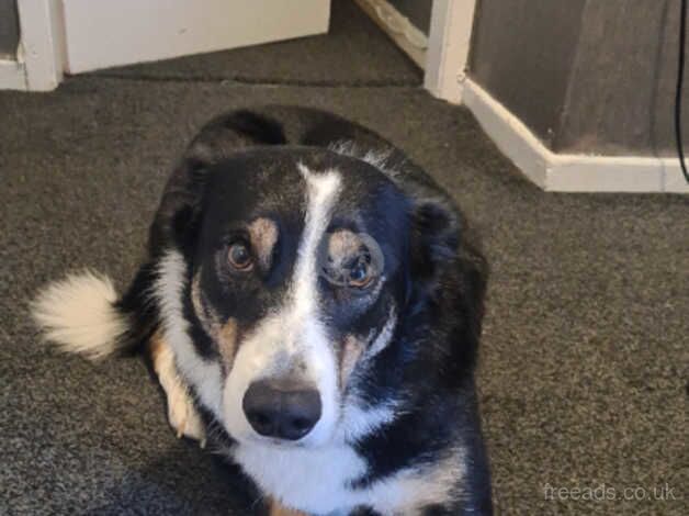 Border collie needs a new home for sale in Leeds, West Yorkshire - Image 3