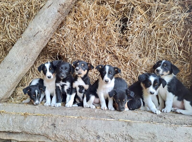 Border Collie Owners for sale in Newtown/Y Drenewydd, Powys