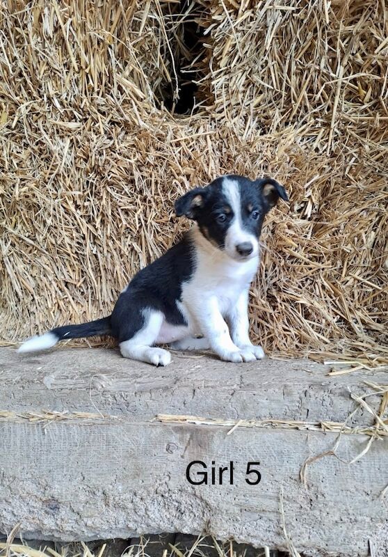 Border Collie Owners for sale in Newtown/Y Drenewydd, Powys - Image 6