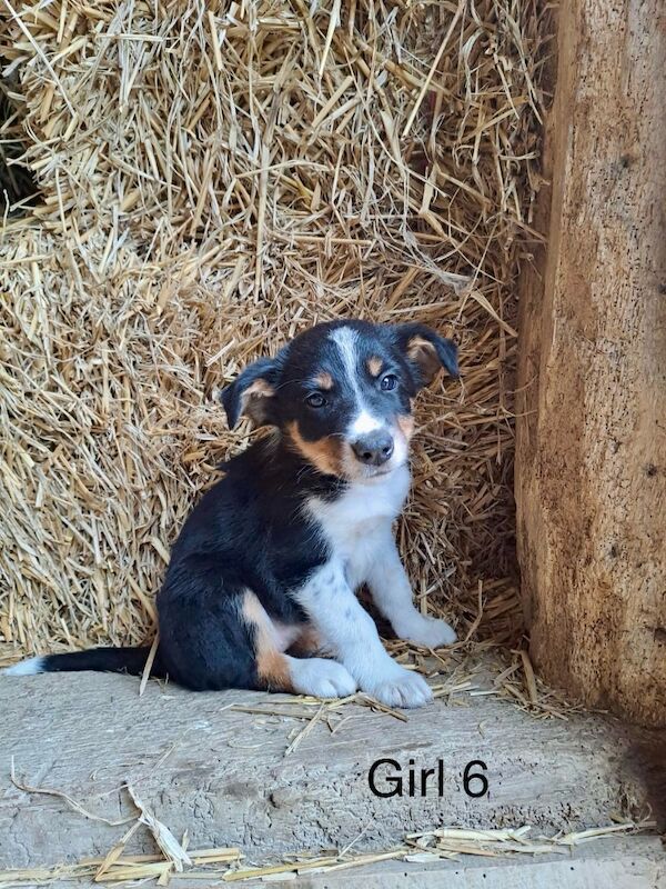 Border Collie Owners for sale in Newtown/Y Drenewydd, Powys - Image 7