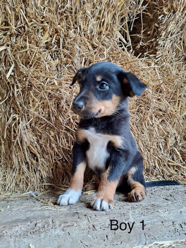 Border Collie Owners for sale in Newtown/Y Drenewydd, Powys - Image 8