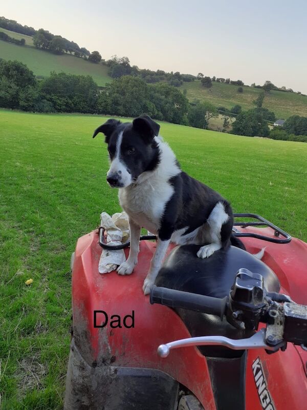 Border Collie Owners for sale in Newtown/Y Drenewydd, Powys - Image 10