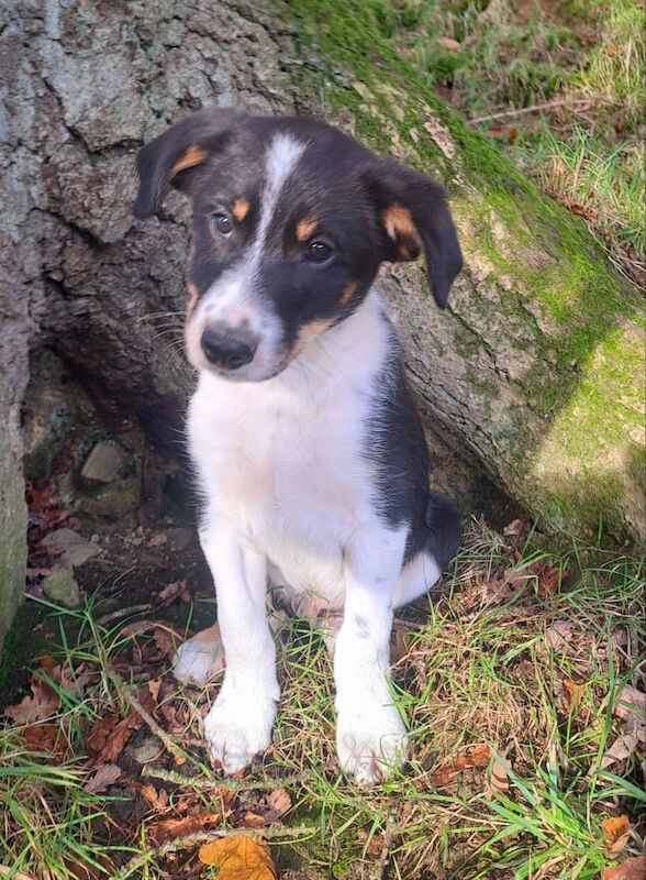 Border Collie Owners for sale in Newtown/Y Drenewydd, Powys