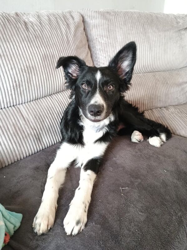 Border collie pup for sale in Cardenden, Fife