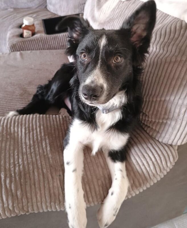 Border collie pup for sale in Cardenden, Fife - Image 2