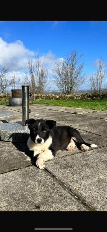 Border Collie pup for sale in Pontypridd, Mid Glamorgan