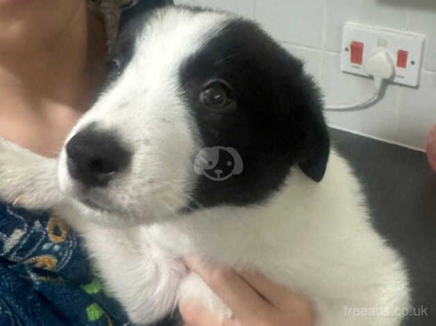 Border Collie Pup for sale in Ebbw Vale/Glyn Ebwy, Blaenau Gwent - Image 1