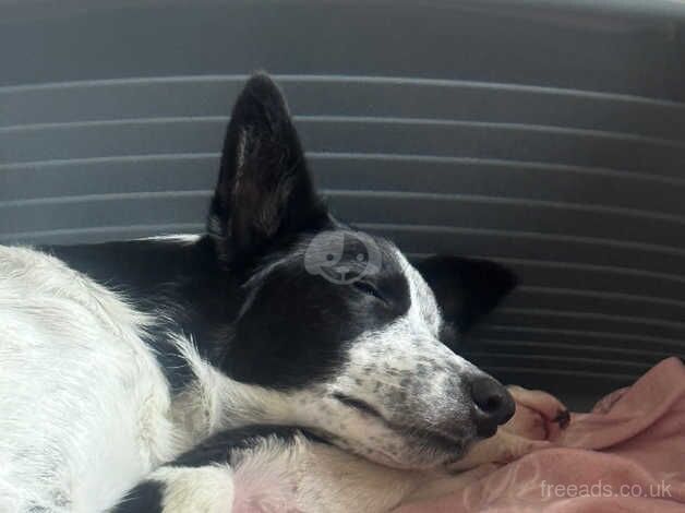 Border Collie Pup for sale in Ebbw Vale/Glyn Ebwy, Blaenau Gwent - Image 3