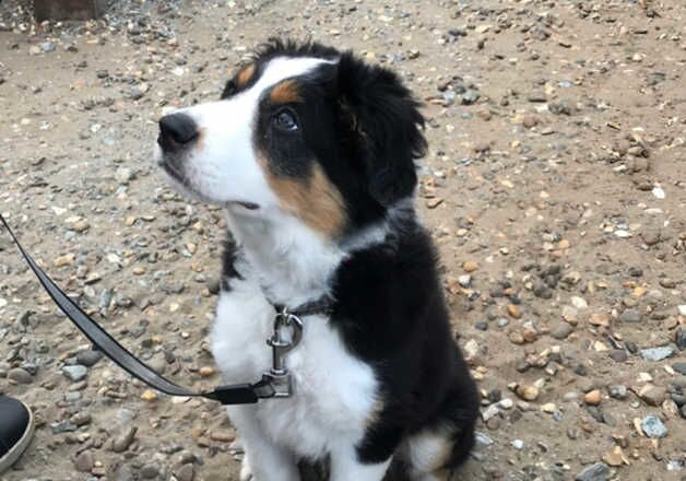 Border collie pup (tri coloured) for sale in Great Yarmouth, Norfolk