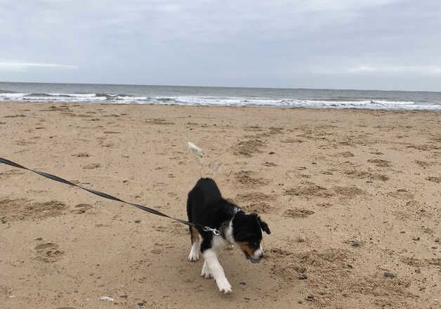 Border collie pup (tri coloured) for sale in Great Yarmouth, Norfolk - Image 2