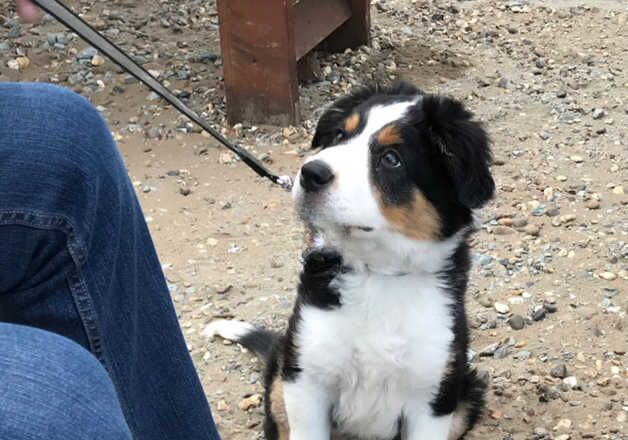 Border collie pup (tri coloured) for sale in Great Yarmouth, Norfolk - Image 3