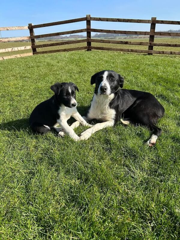 Border Collie Puppies, 3 bitches available. for sale in Silpho, North Yorkshire - Image 1