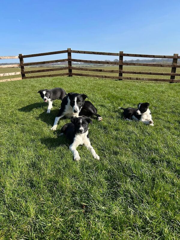 Border Collie Puppies, 3 bitches available. for sale in Silpho, North Yorkshire - Image 2