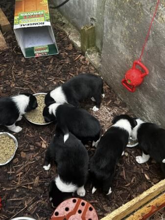 Border collie puppies 3 boys 3 girlsborn 15th June for sale in Blythe Bridge, Staffordshire