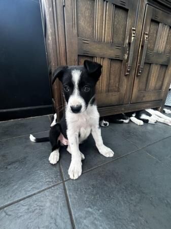 Border collie puppies 3 boys 3 girlsborn 15th June for sale in Blythe Bridge, Staffordshire - Image 2