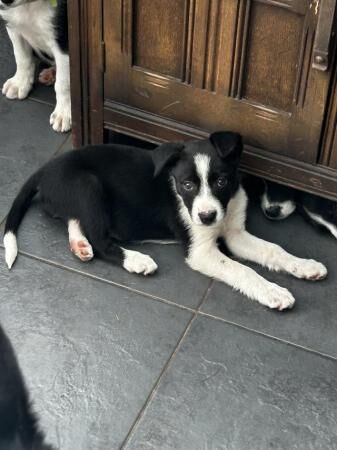 Border collie puppies 3 boys 3 girlsborn 15th June for sale in Blythe Bridge, Staffordshire - Image 3