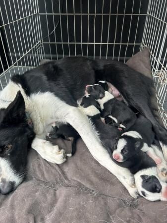 Border collie puppies 3 boys 3 girlsborn 15th June for sale in Blythe Bridge, Staffordshire - Image 4