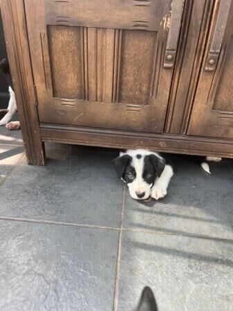 Border collie puppies 3 boys 3 girlsborn 15th June for sale in Blythe Bridge, Staffordshire - Image 5