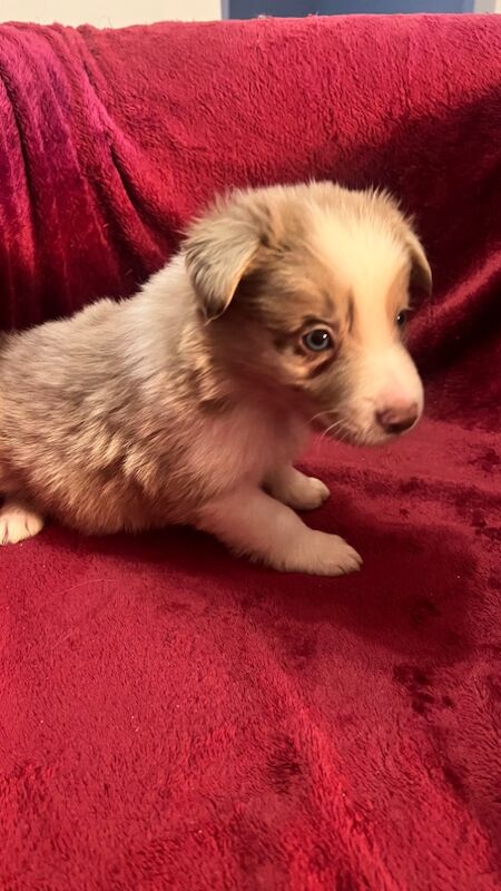 Border Collie Puppies for sale in Eyemouth, Scottish Borders