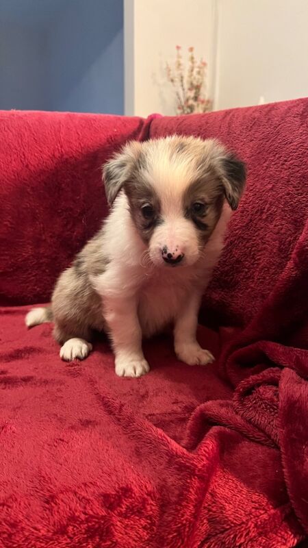 Border Collie Puppies for sale in Eyemouth, Scottish Borders - Image 2