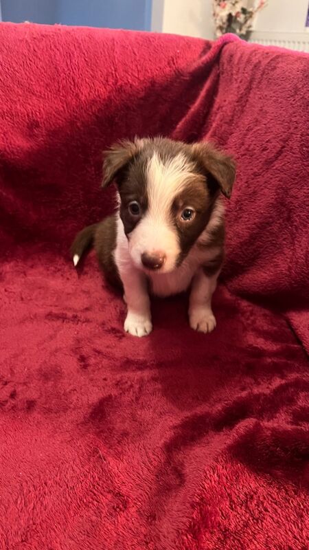 Border Collie Puppies for sale in Eyemouth, Scottish Borders - Image 3