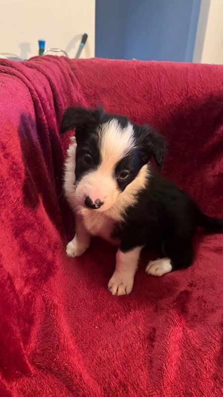 Border Collie Puppies for sale in Eyemouth, Scottish Borders - Image 4