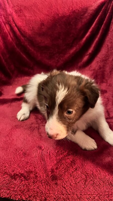 Border Collie Puppies for sale in Eyemouth, Scottish Borders - Image 5