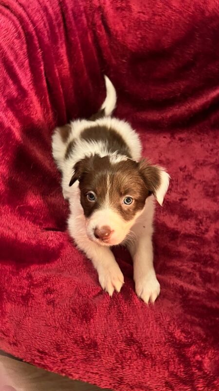 Border Collie Puppies for sale in Eyemouth, Scottish Borders - Image 6