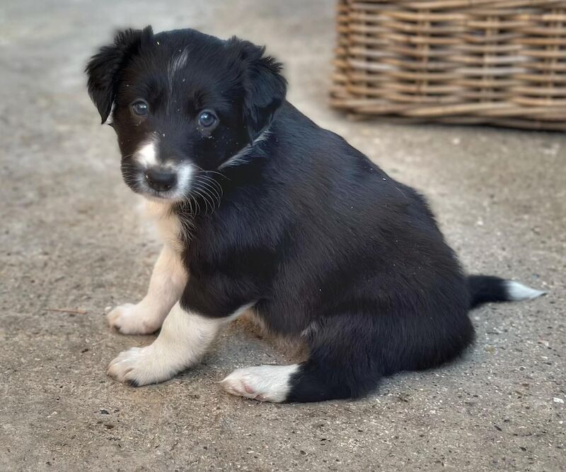 Border Collie Puppy For Sale in Fleet, Hampshire