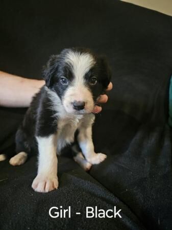 Border collie puppies (4 boys, 5 girls) for sale in Chesterfield, Derbyshire
