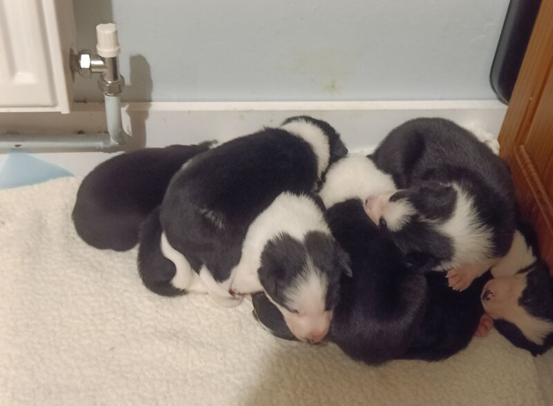 Border collie puppies for sale in St Budeaux, Devon