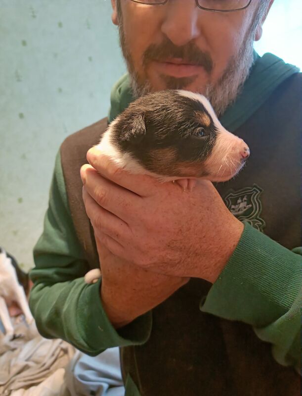 Border collie puppies for sale in St Budeaux, Devon - Image 3