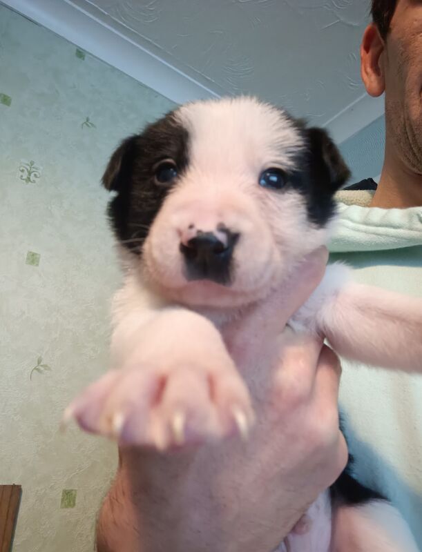 Border collie puppies for sale in St Budeaux, Devon - Image 5