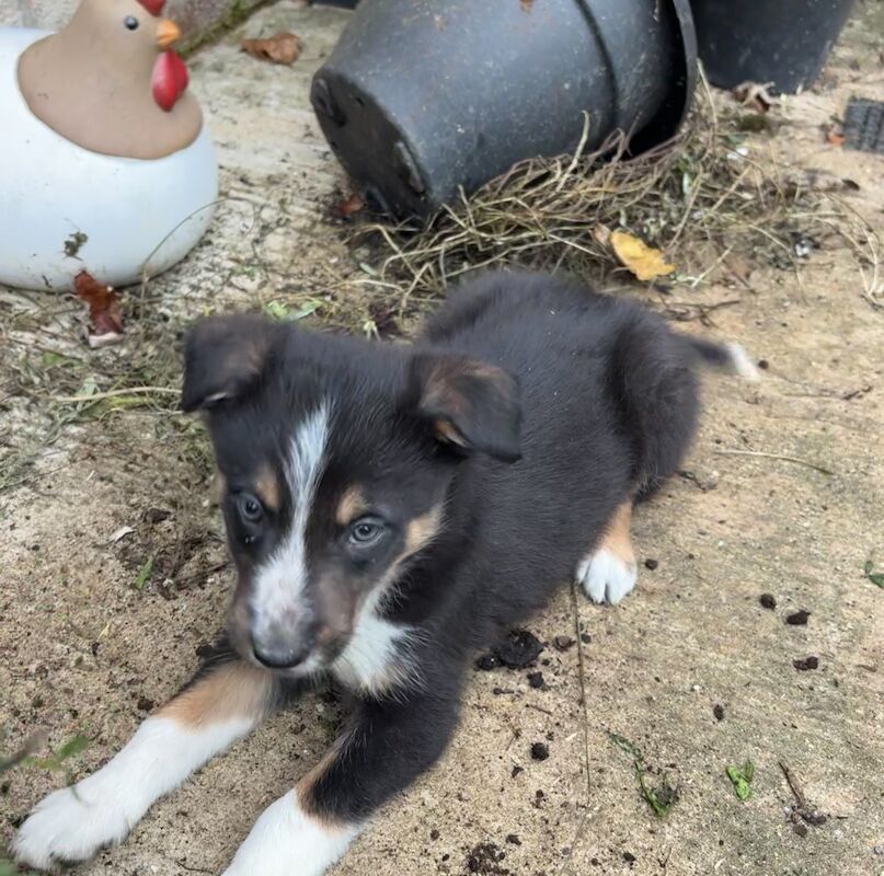 Border collie puppies for sale in Watlington, Oxfordshire