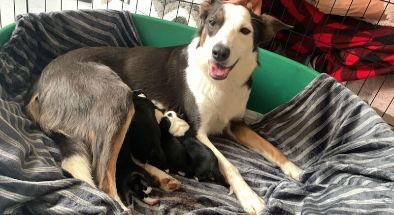 Border collie puppies for sale in Bude, Cornwall - Image 2