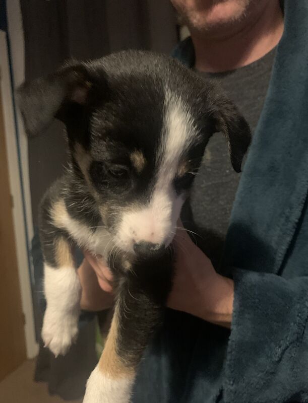 Border collie puppies for sale in Bude, Cornwall - Image 3