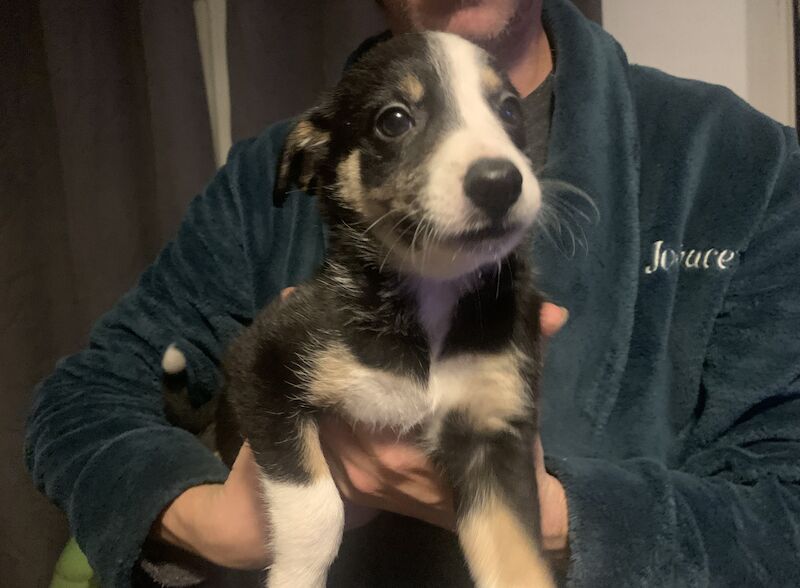 Border collie puppies for sale in Bude, Cornwall - Image 4