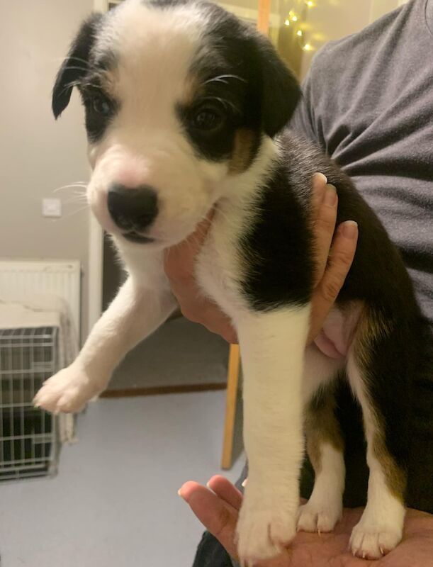 Border collie puppies for sale in Bude, Cornwall - Image 5