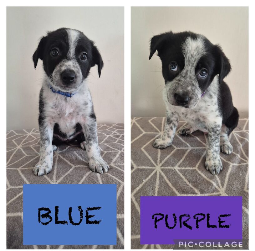 Border Collie Puppies for sale in Pontypridd, Rhondda Cynon Taf