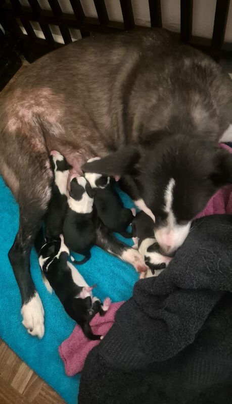 Border Collie Puppies for sale in Pontypridd, Rhondda Cynon Taf - Image 2