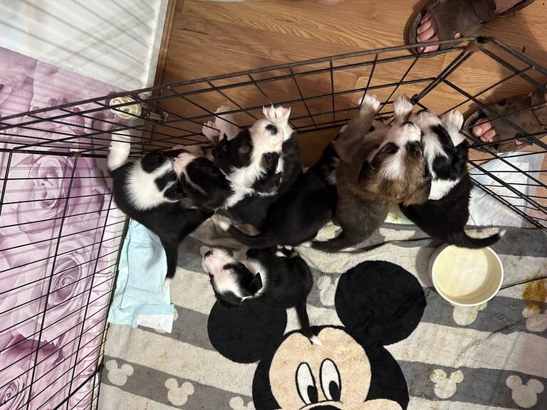 Border collie puppies for sale in Wigston, Leicestershire