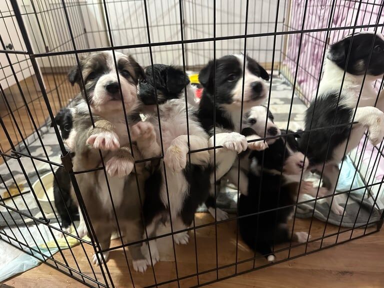 Border collie puppies for sale in Wigston, Leicestershire - Image 2