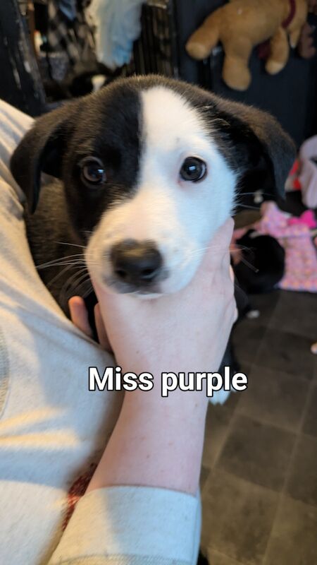 Border collie puppies for sale in Alloa, Clackmannan