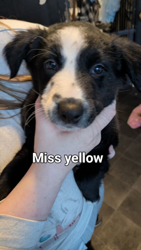 Border collie puppies for sale in Alloa, Clackmannan - Image 3