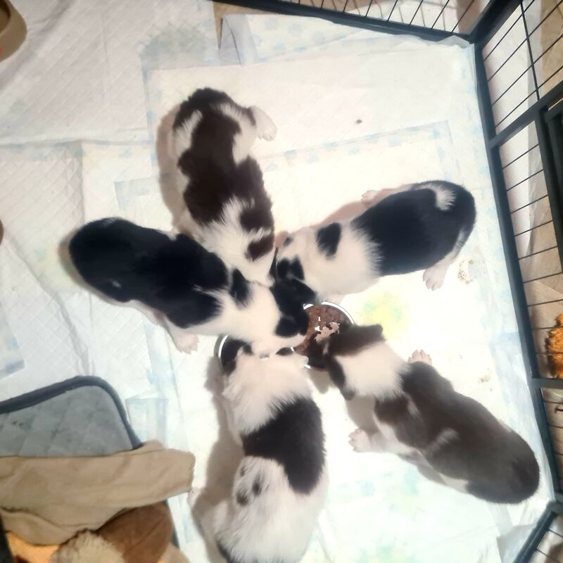 Border Collie Puppies for sale in Whitchurch, Hampshire