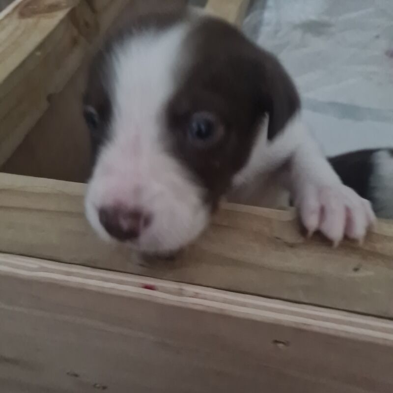 Border Collie Puppies for sale in Whitchurch, Hampshire - Image 3