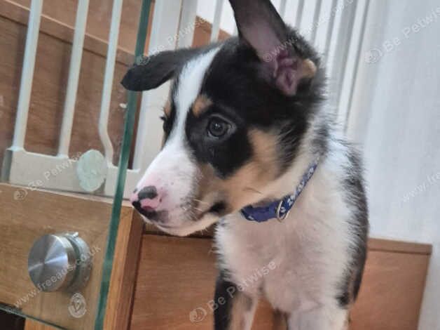 Border collie puppies for sale in Swansea / Abertawe, West Glamorgan