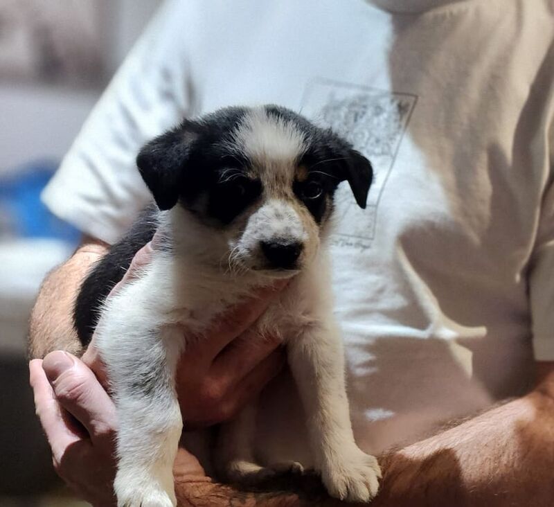 Border collie puppies for sale in Swansea / Abertawe, West Glamorgan - Image 3