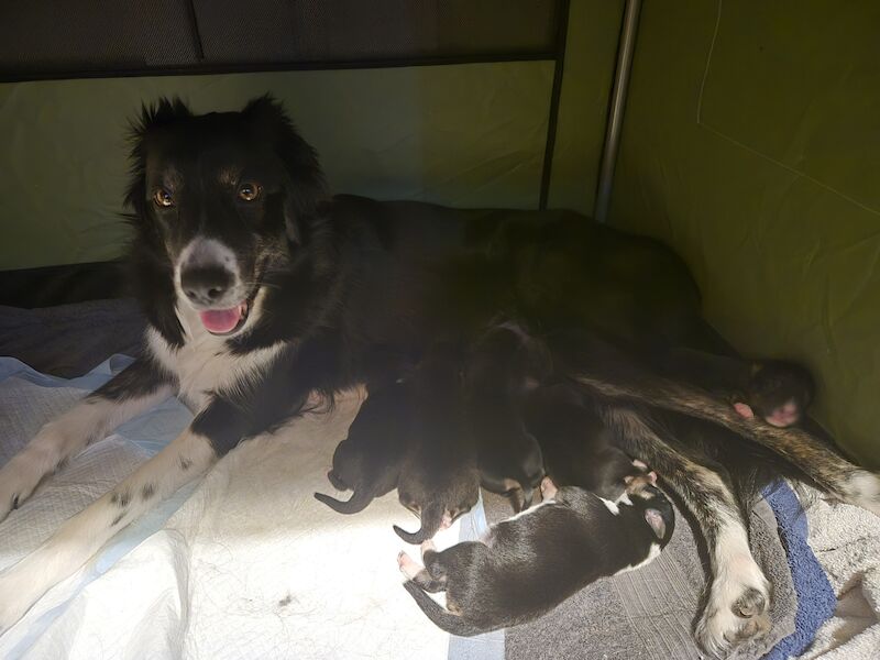 Border Collie Puppies for sale in Carnoustie, Angus - Image 2